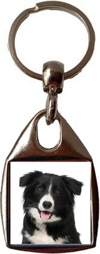 Border collie dog luxury - border,
