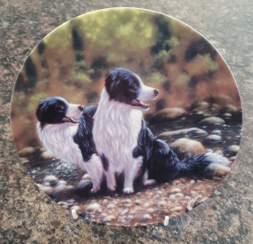 The border collie series john - border,