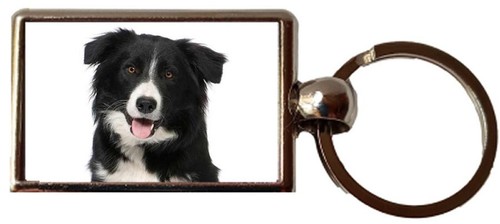 Border collie dog luxury - dog,