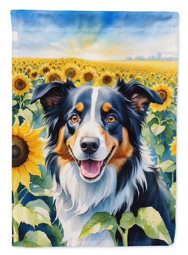 Border collie tricolor - collie, in