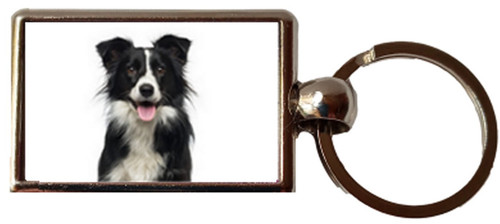 Collie dog black luxury - collie,